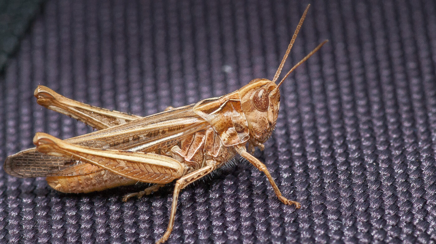 2019-07-14 - NSG Hürfeldhalde Dorsten