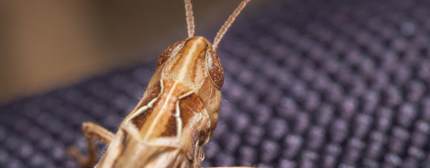 2019-07-14 - NSG Hürfeldhalde Dorsten