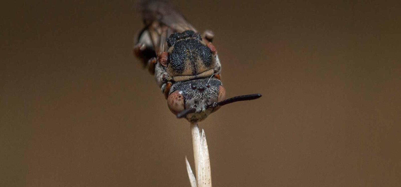 2019-07-14 - NSG Hürfeldhalde Dorsten