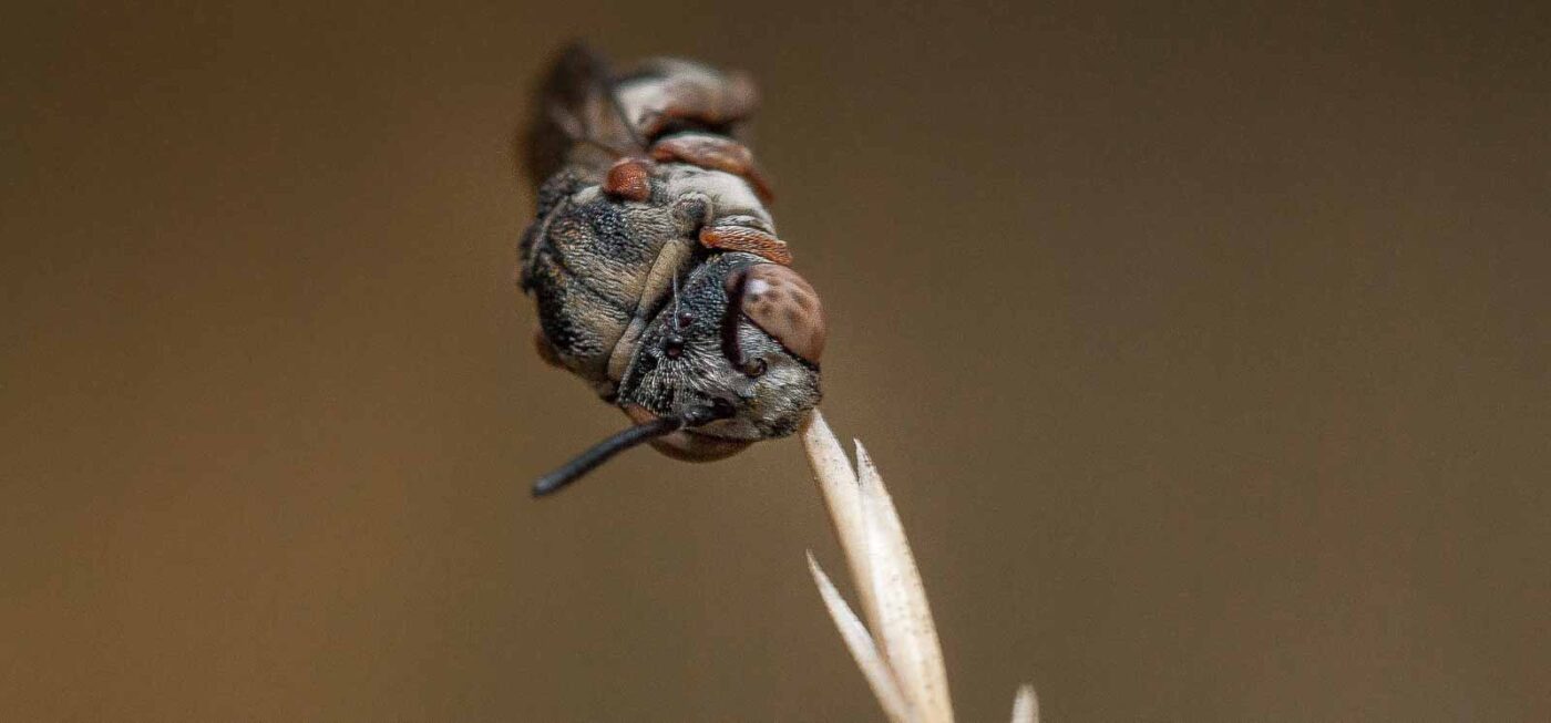 2019-07-14 - NSG Hürfeldhalde Dorsten