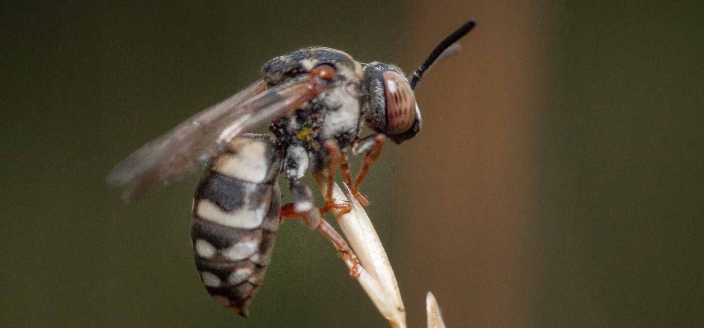 2019-07-14 - NSG Hürfeldhalde Dorsten