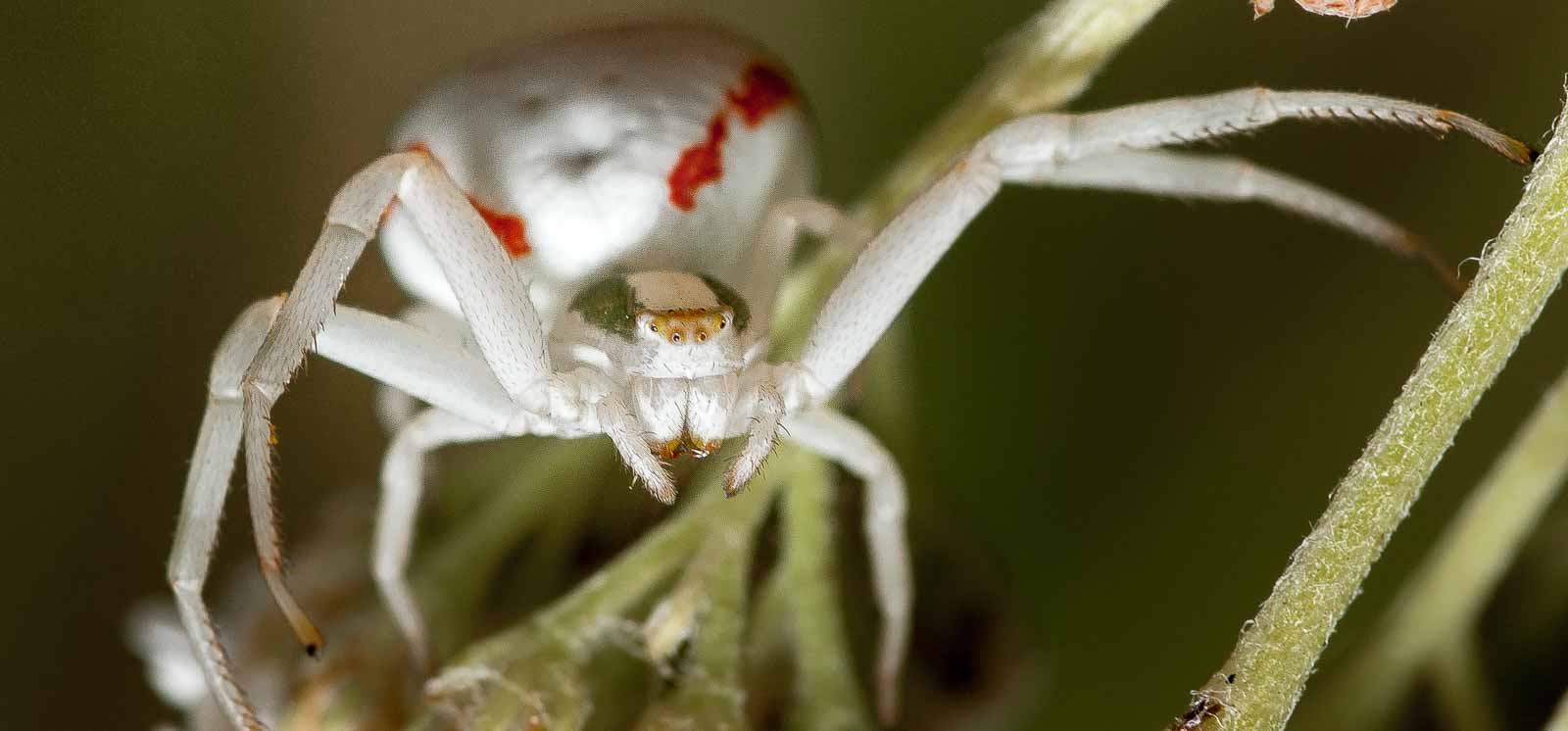 °veränderliche krabbenspinne°