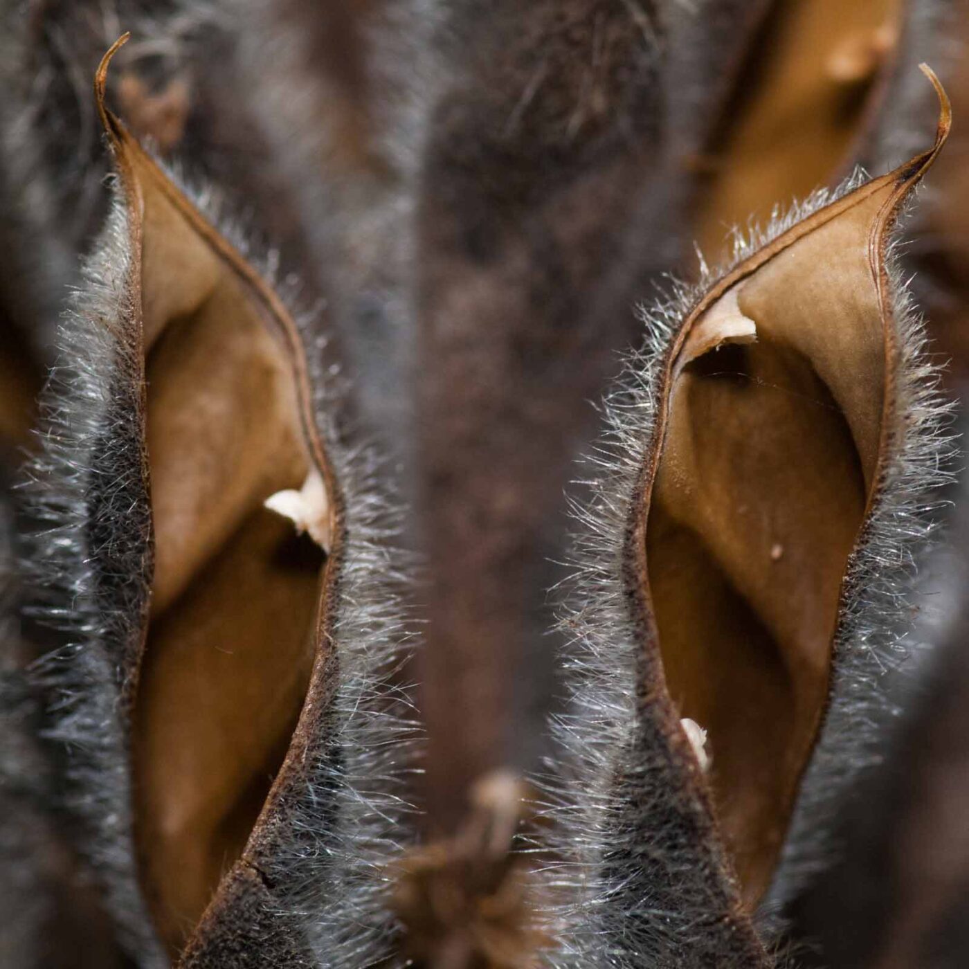 2019-07-14 - NSG Hürfeldhalde Dorsten