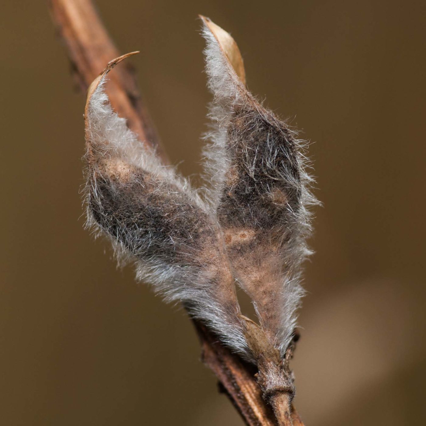 2019-07-14 - NSG Hürfeldhalde Dorsten