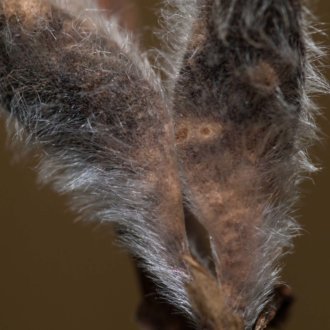 2019-07-14 - NSG Hürfeldhalde Dorsten