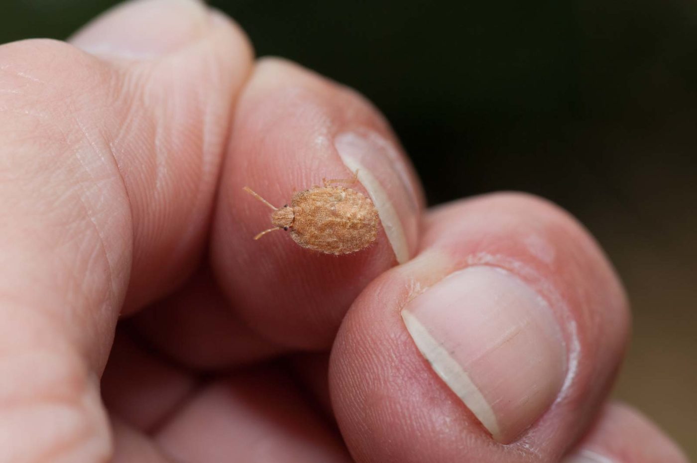 2019-07-14 - NSG Hürfeldhalde Dorsten