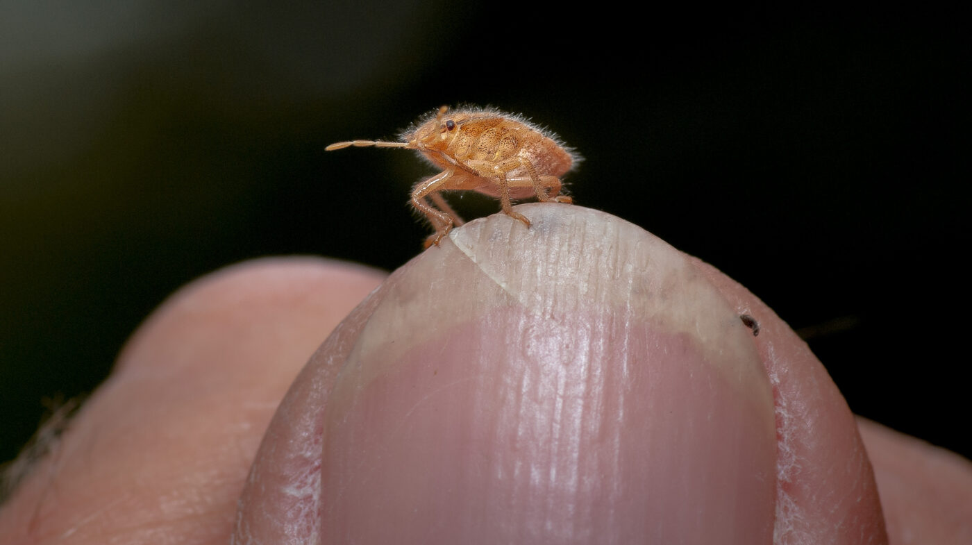2019-07-14 - NSG Hürfeldhalde Dorsten