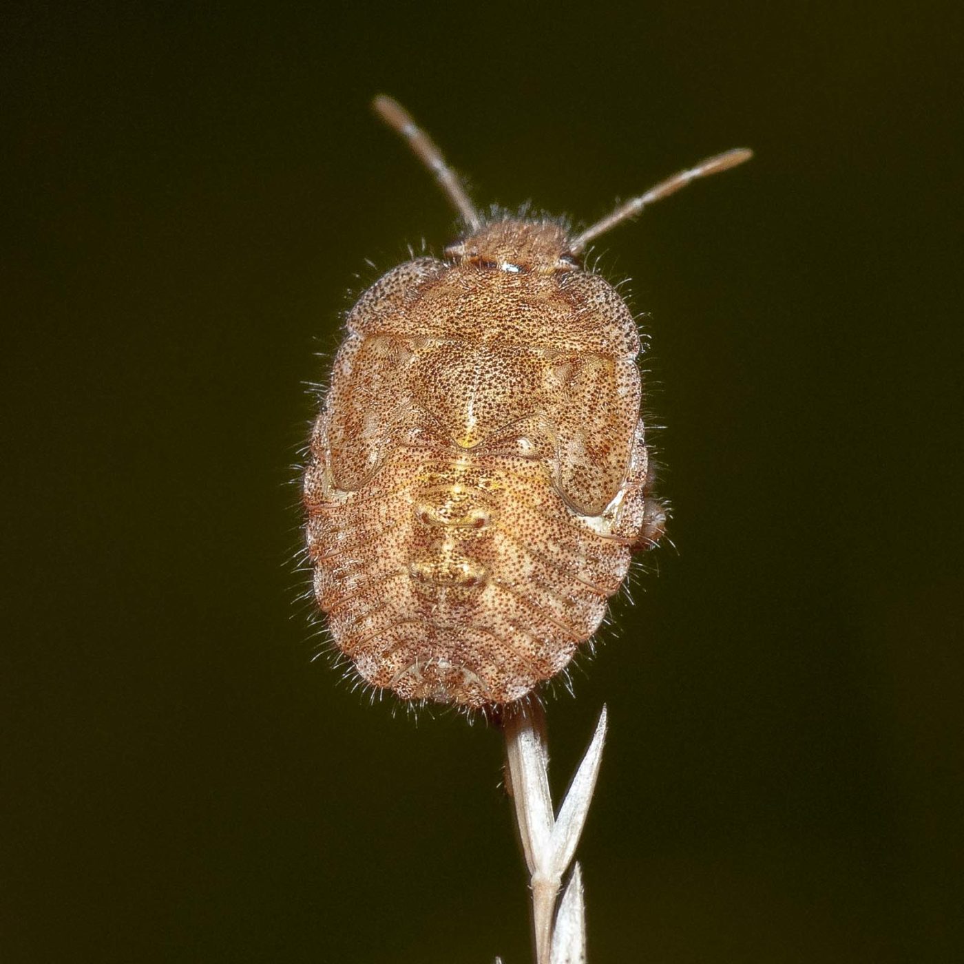 2019-07-14 - NSG Hürfeldhalde Dorsten