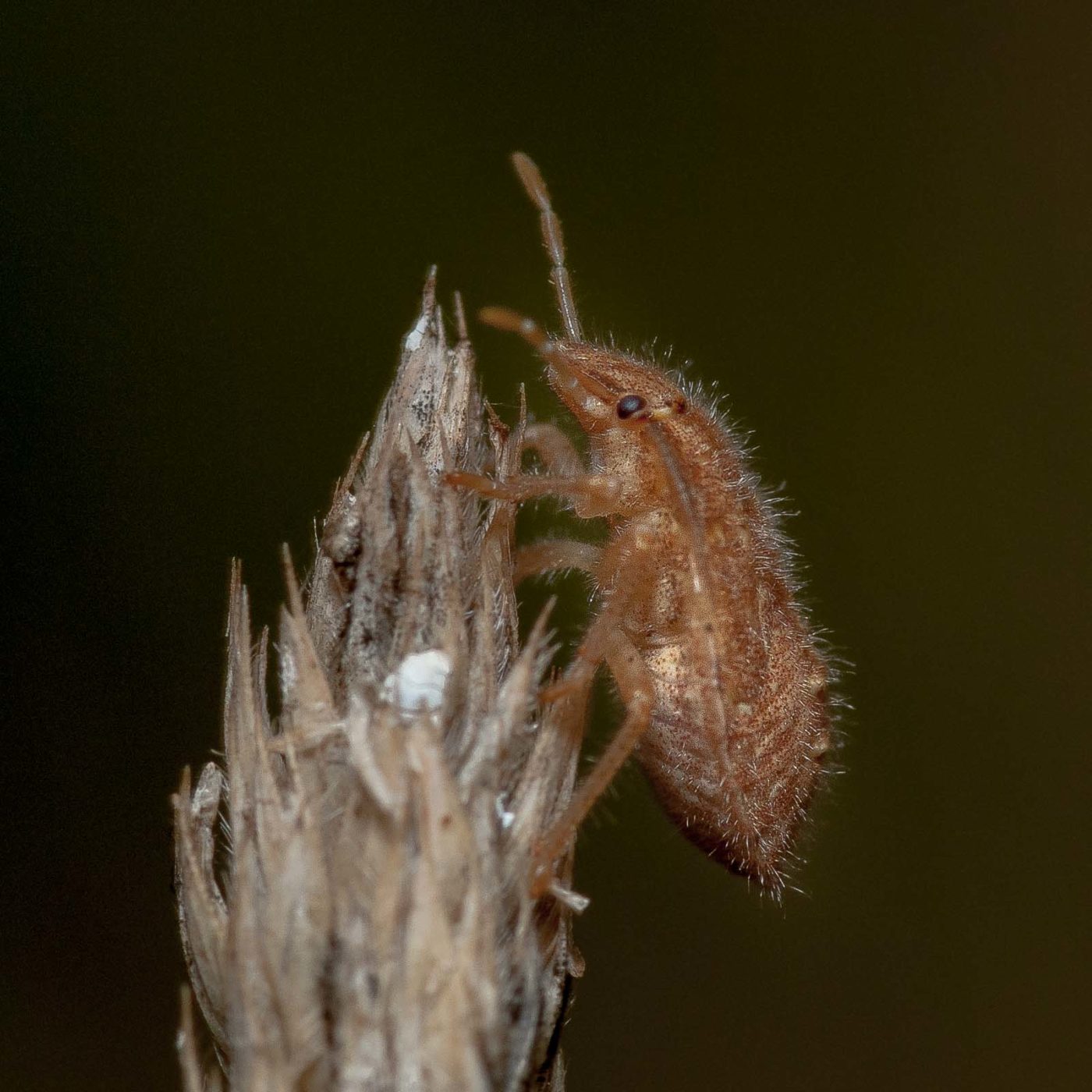 2019-07-14 - NSG Hürfeldhalde Dorsten