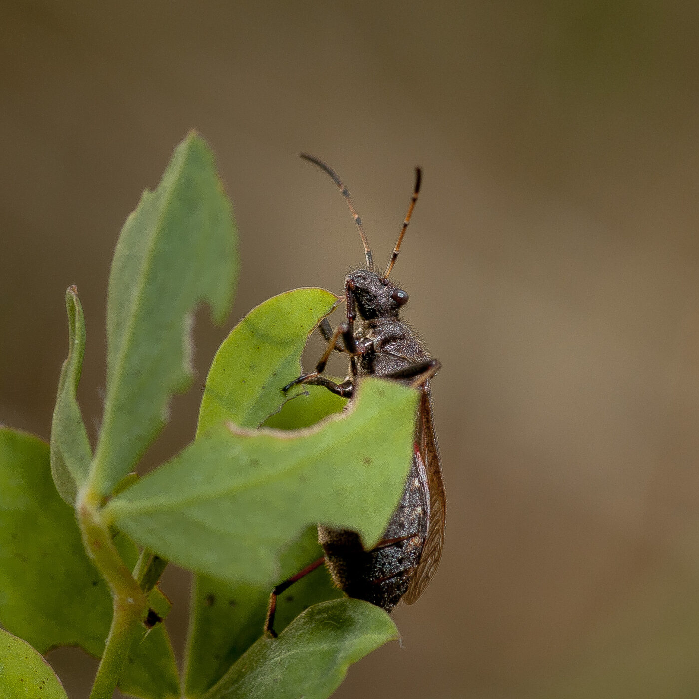 2019-07-14 - NSG Hürfeldhalde Dorsten