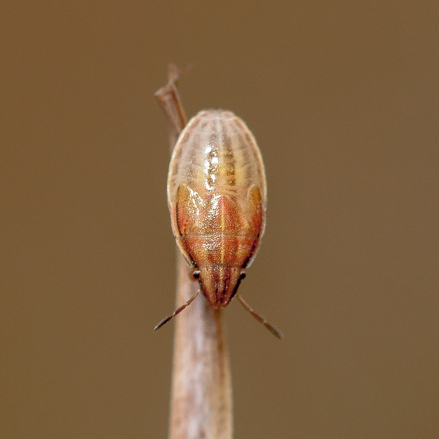 2019-07-14 - NSG Hürfeldhalde Dorsten