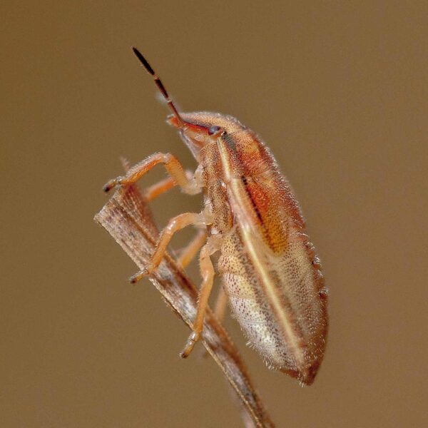 2019-07-14 - NSG Hürfeldhalde Dorsten