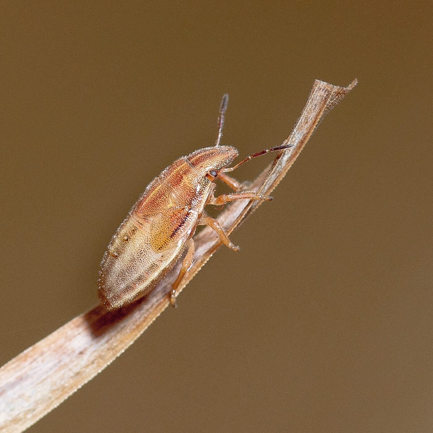 2019-07-14 - NSG Hürfeldhalde Dorsten