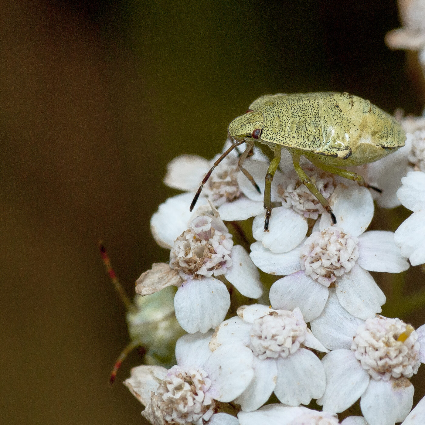 2019-07-14 - NSG Hürfeldhalde Dorsten