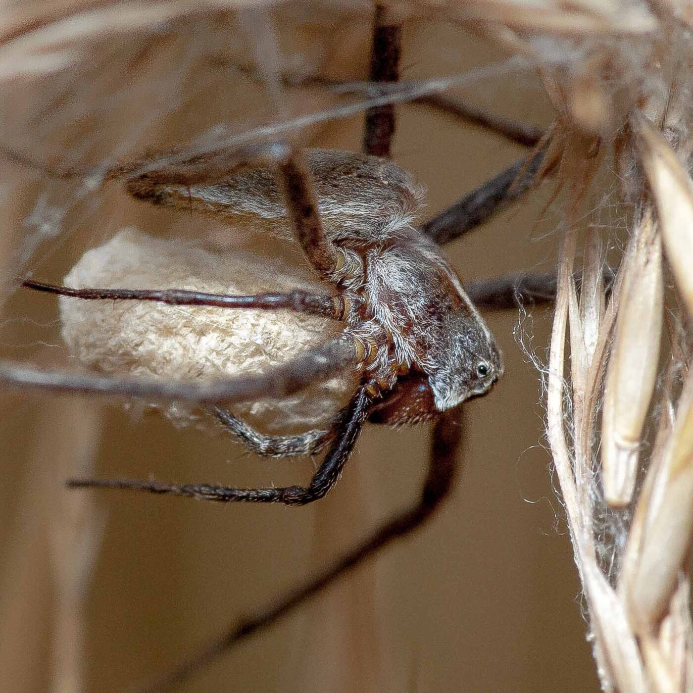 2019-07-14 - NSG Hürfeldhalde Dorsten