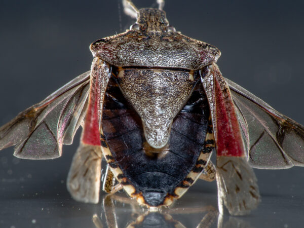 2019-08-23 - Residenzia - HolyHalla - Purpur-Fruchtwanze