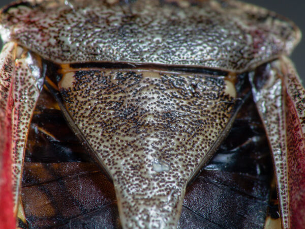 2019-08-23 - Residenzia - HolyHalla - Purpur-Fruchtwanze