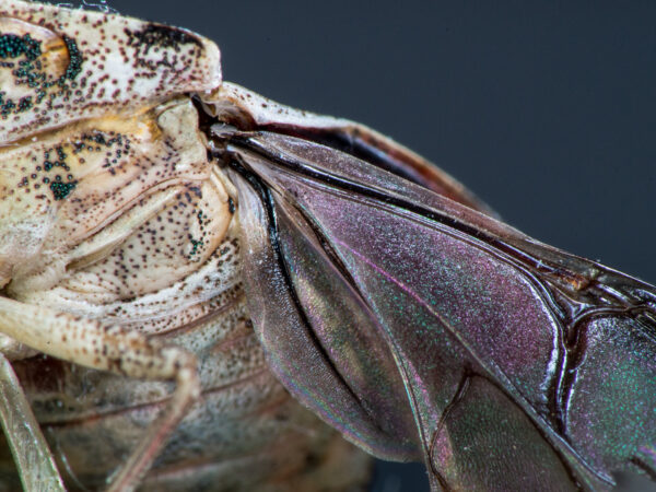 2019-08-23 - Residenzia - HolyHalla - Purpur-Fruchtwanze