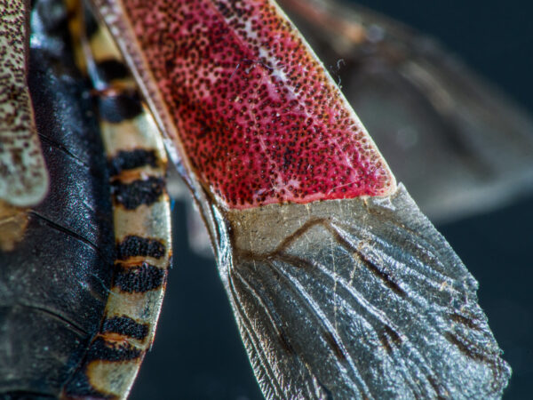 2019-08-23 - Residenzia - HolyHalla - Purpur-Fruchtwanze