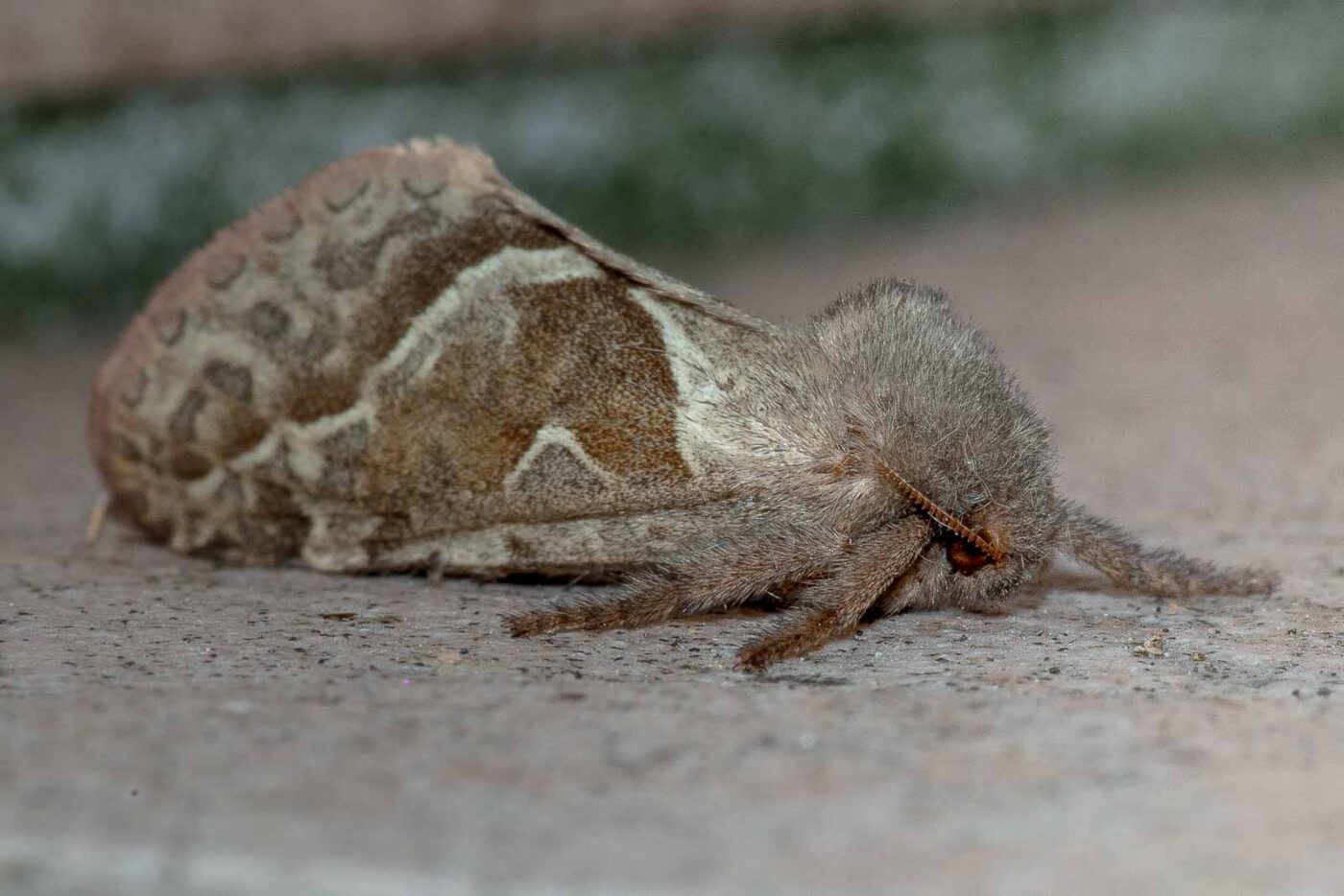 REFH Ellerhorststraße 13, OS