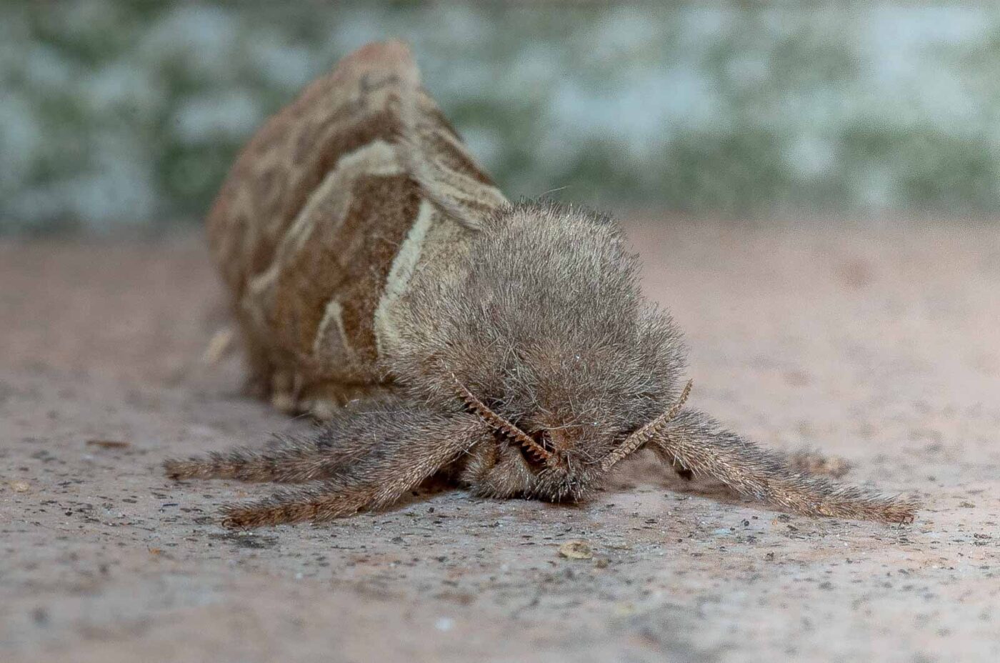 REFH Ellerhorststraße 13, OS