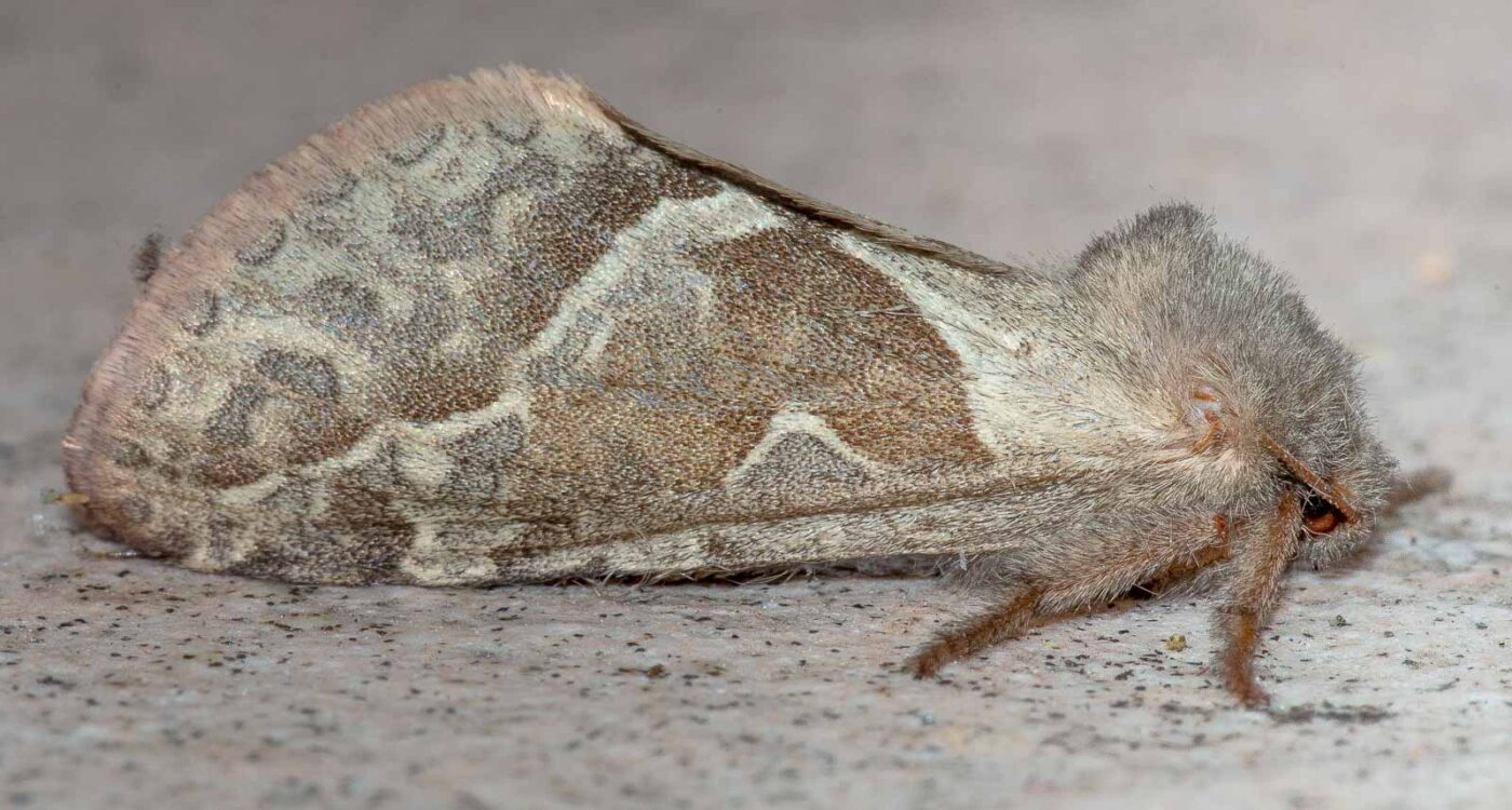 REFH Ellerhorststraße 13, OS