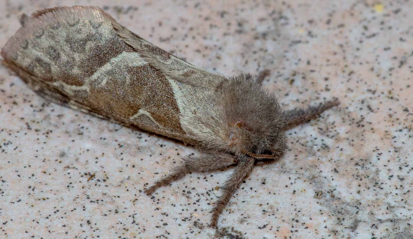 REFH Ellerhorststraße 13, OS