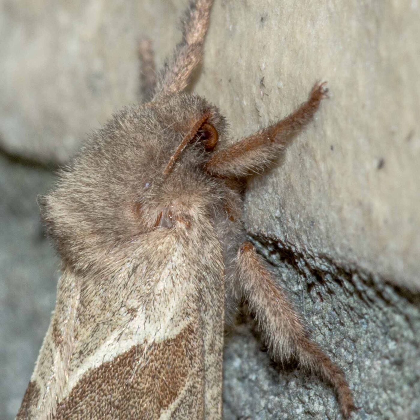 REFH Ellerhorststraße 13, OS