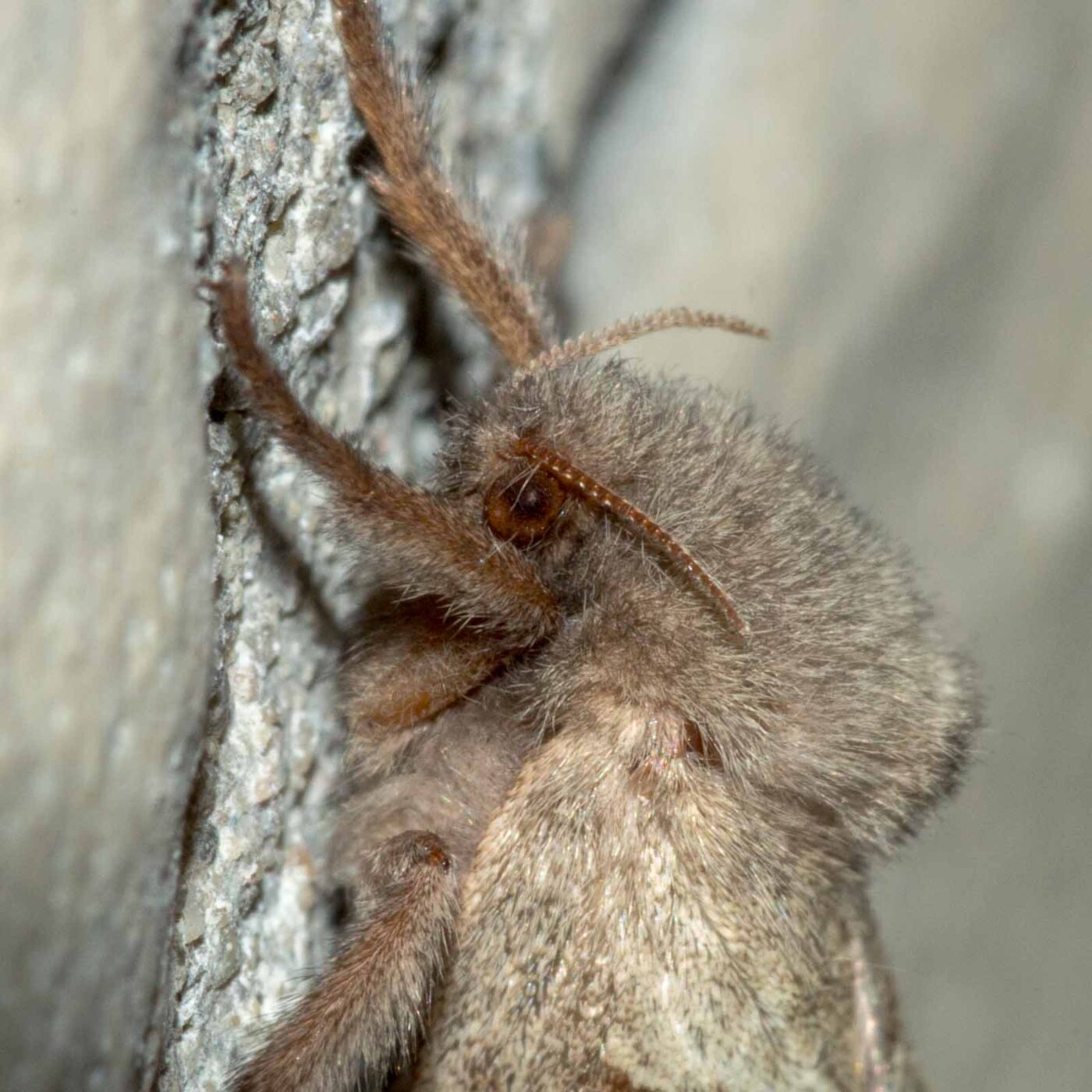 REFH Ellerhorststraße 13, OS