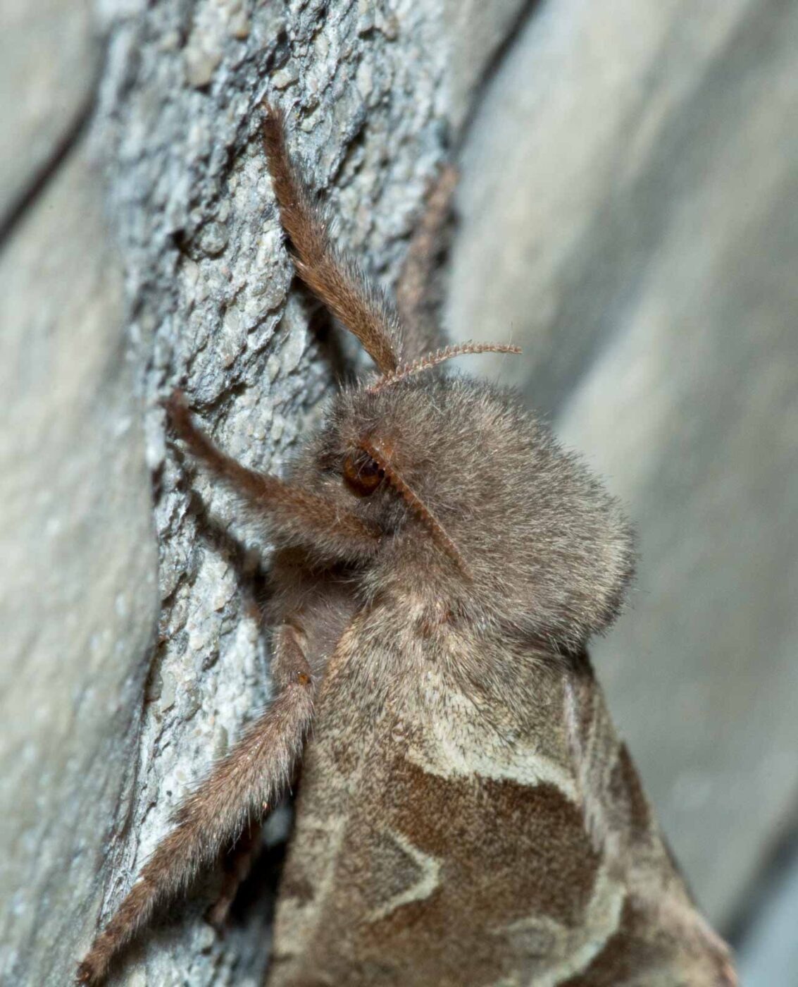 REFH Ellerhorststraße 13, OS