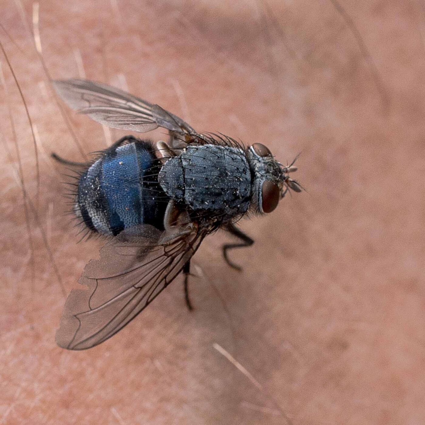 REFH Ellerhorststraße 13, OS