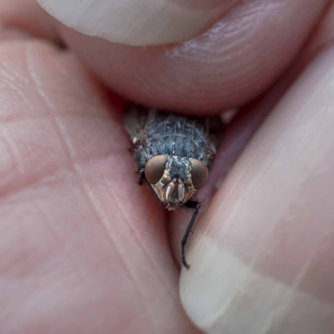 REFH Ellerhorststraße 13, OS