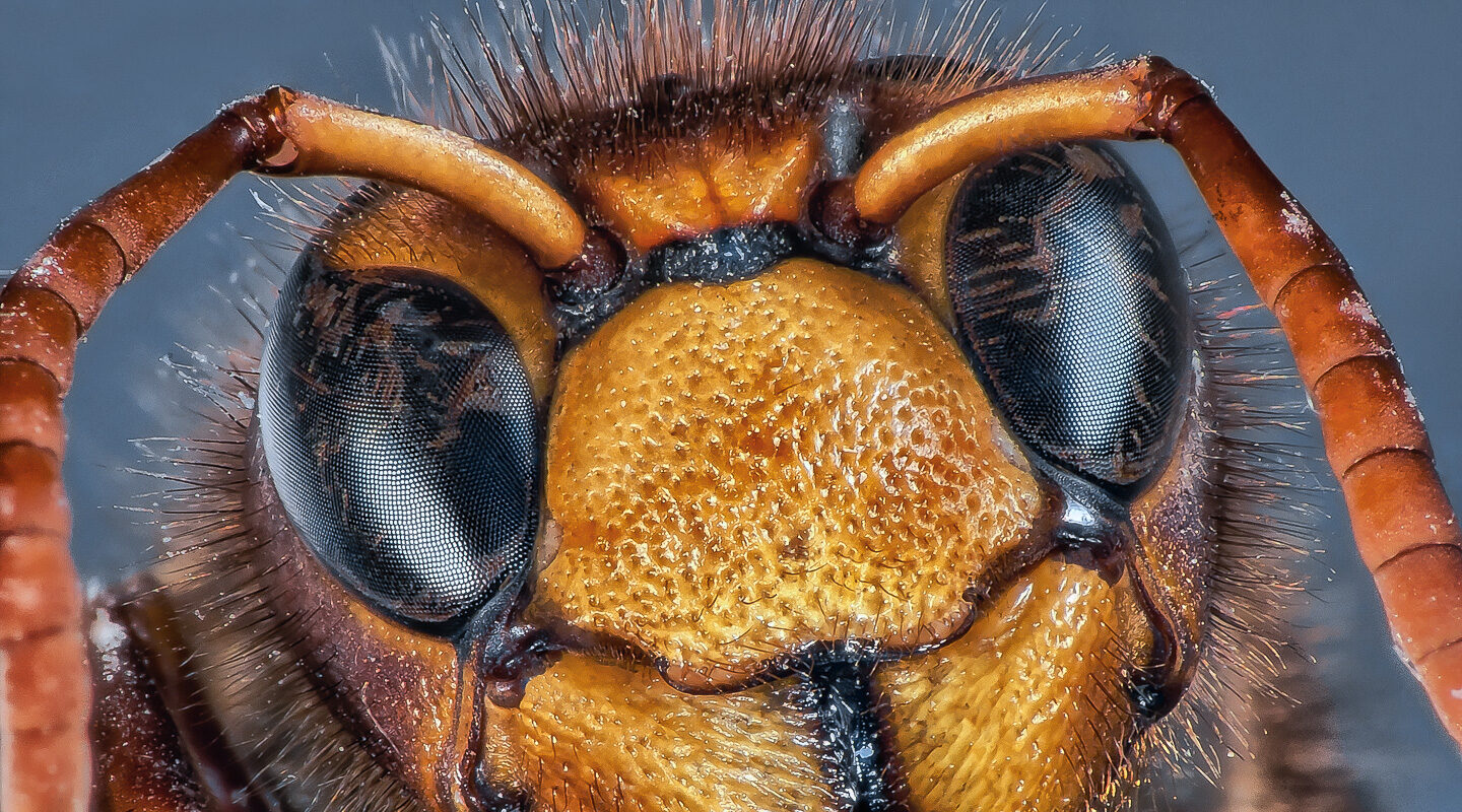 °insekten°