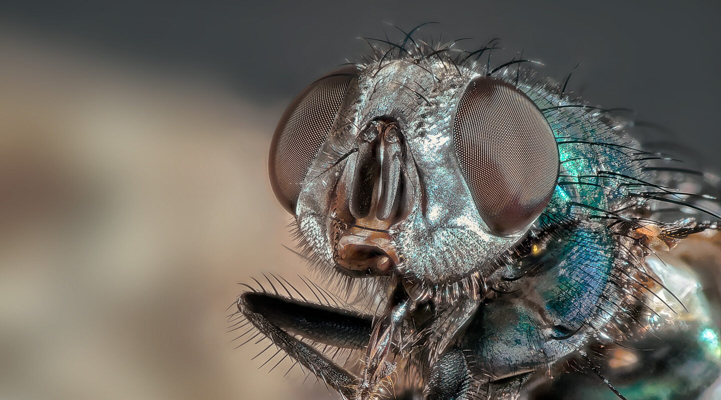 2019-09-17 – Residenzia – HolyHalla – Fliegen