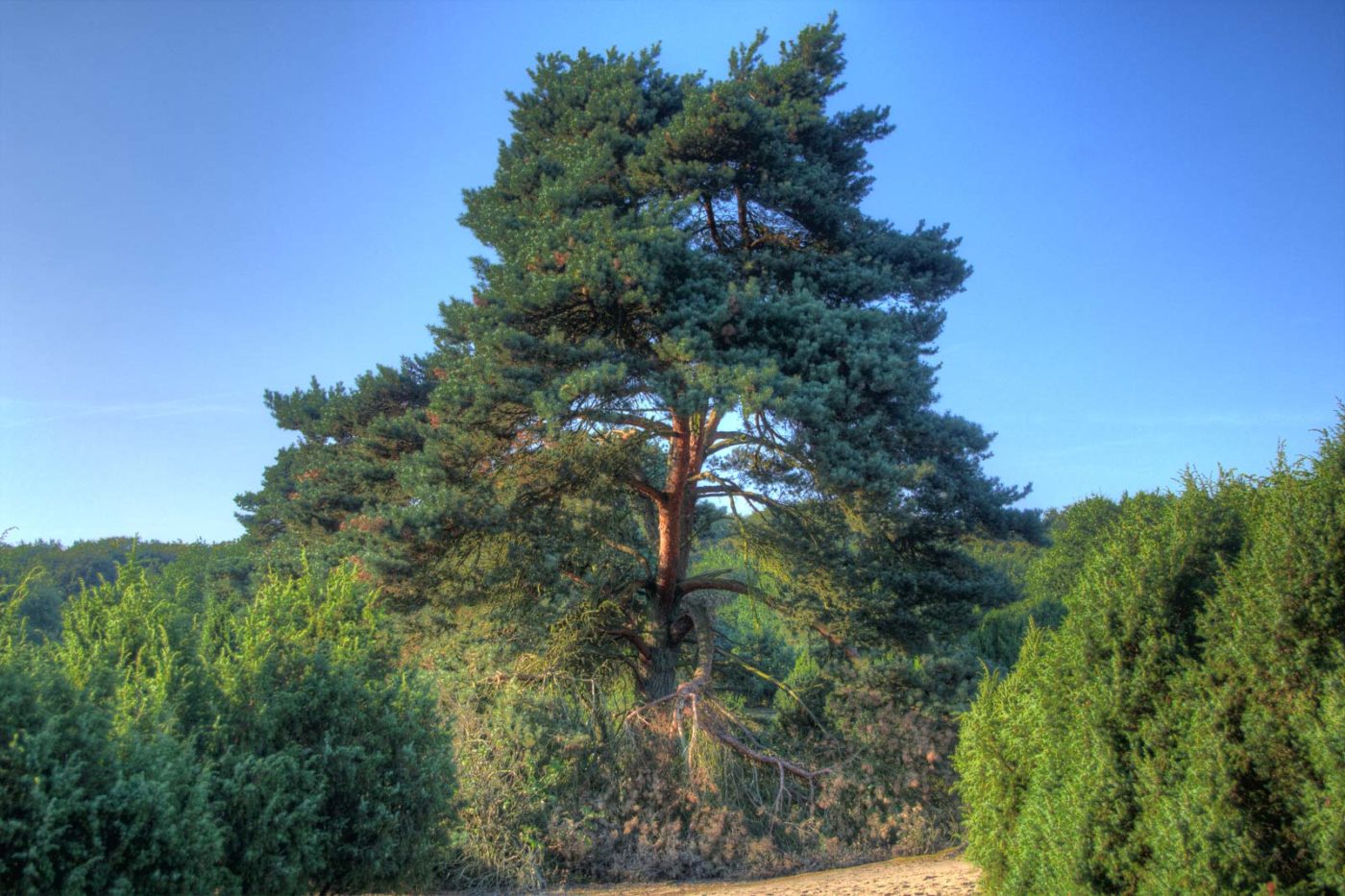 2016-09-06 - NSG Westruper Heide Haltern