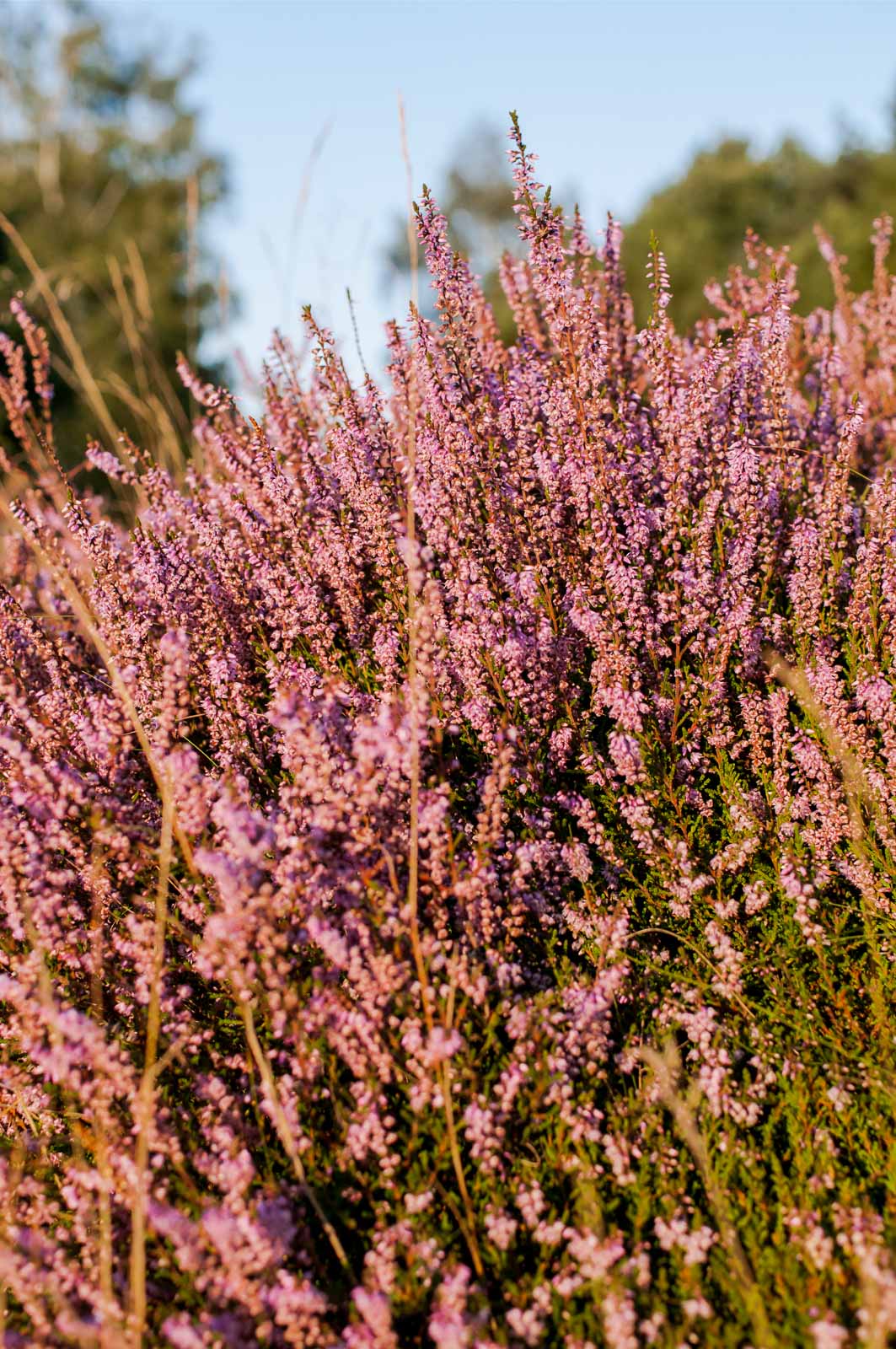 °besenheide°