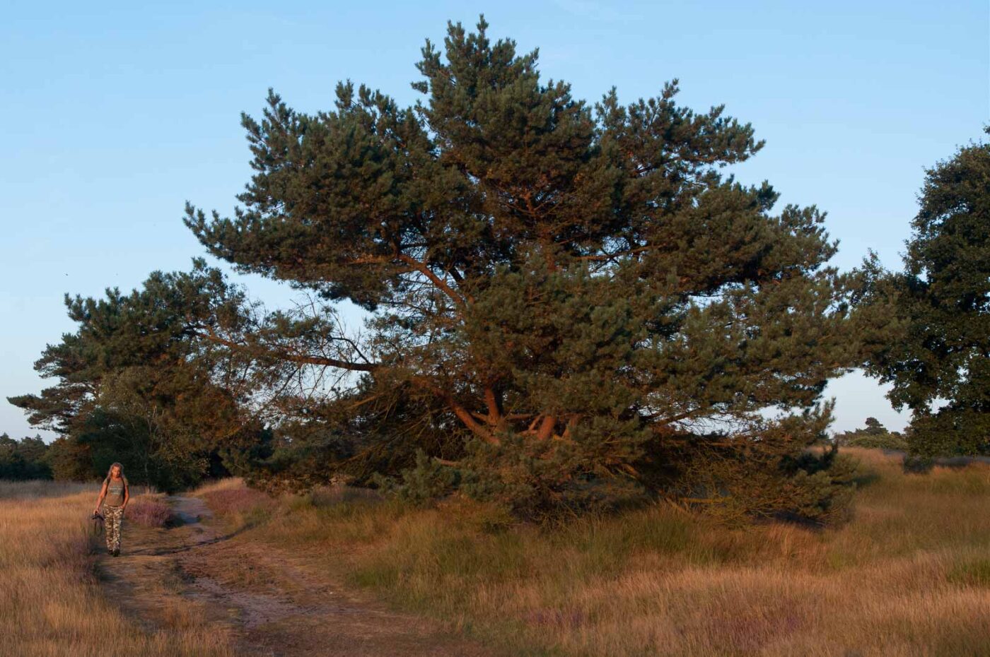 2016-09-06 - NSG Westruper Heide Haltern