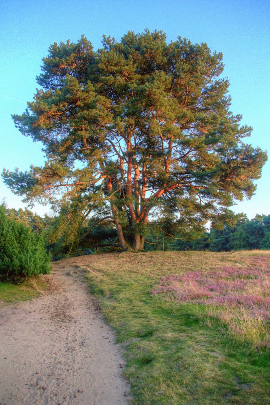 2016-09-06 - NSG Westruper Heide Haltern