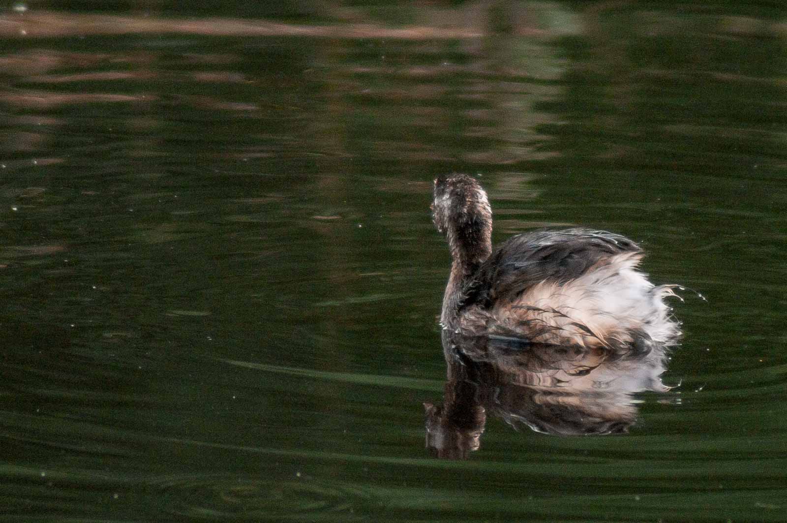 °lappentaucher°