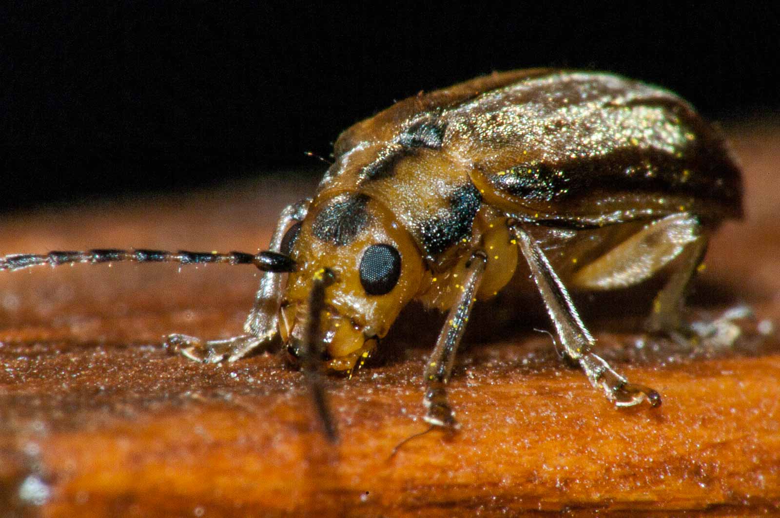 °schneeball-blattkäfer°