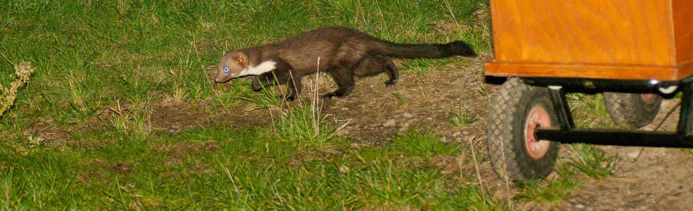 2017-08-09 - NSG Brinksknapp Recklinghausen