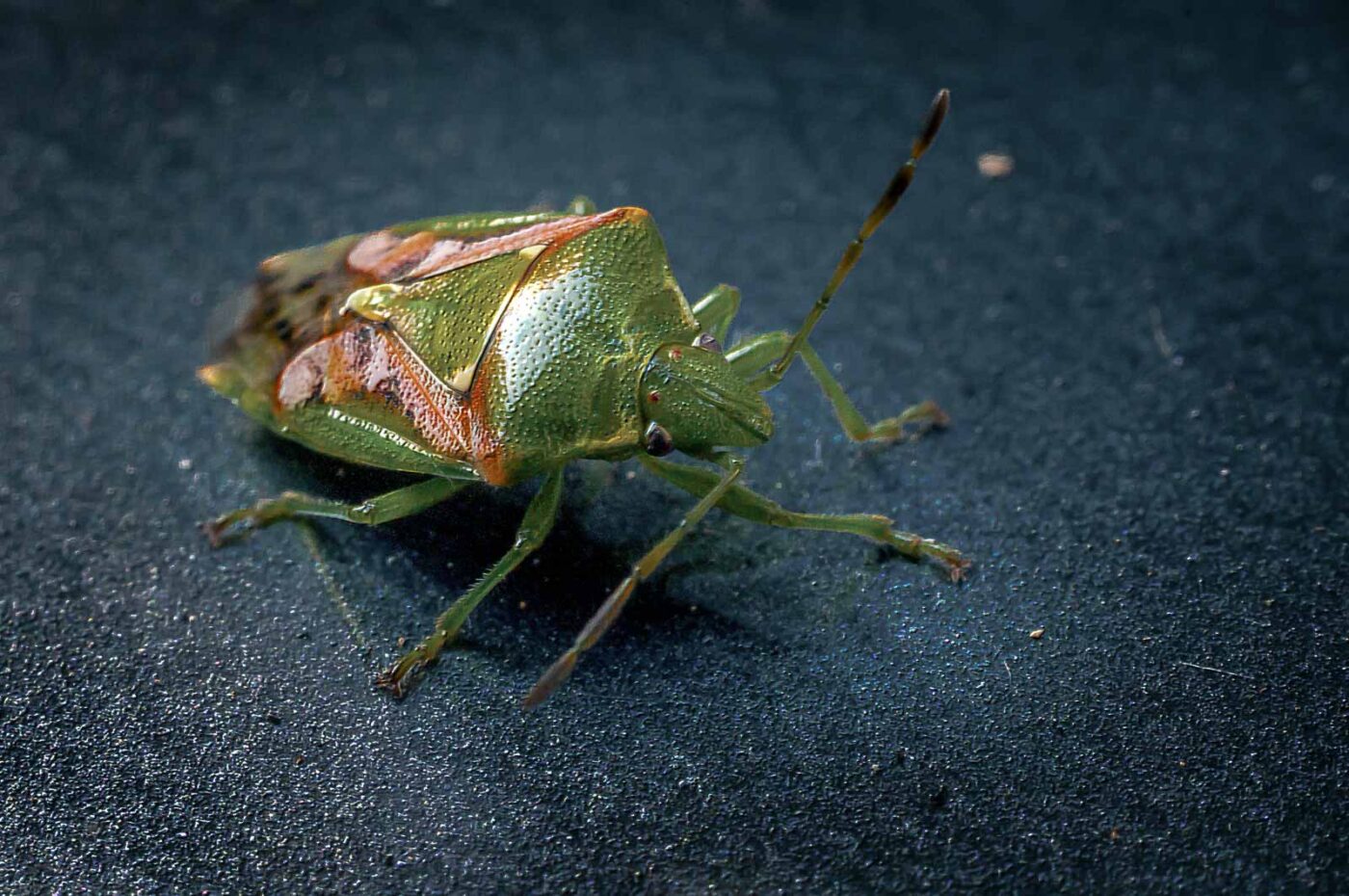 2016-08-26 - NSG Oberes Oelbachtal Bochum