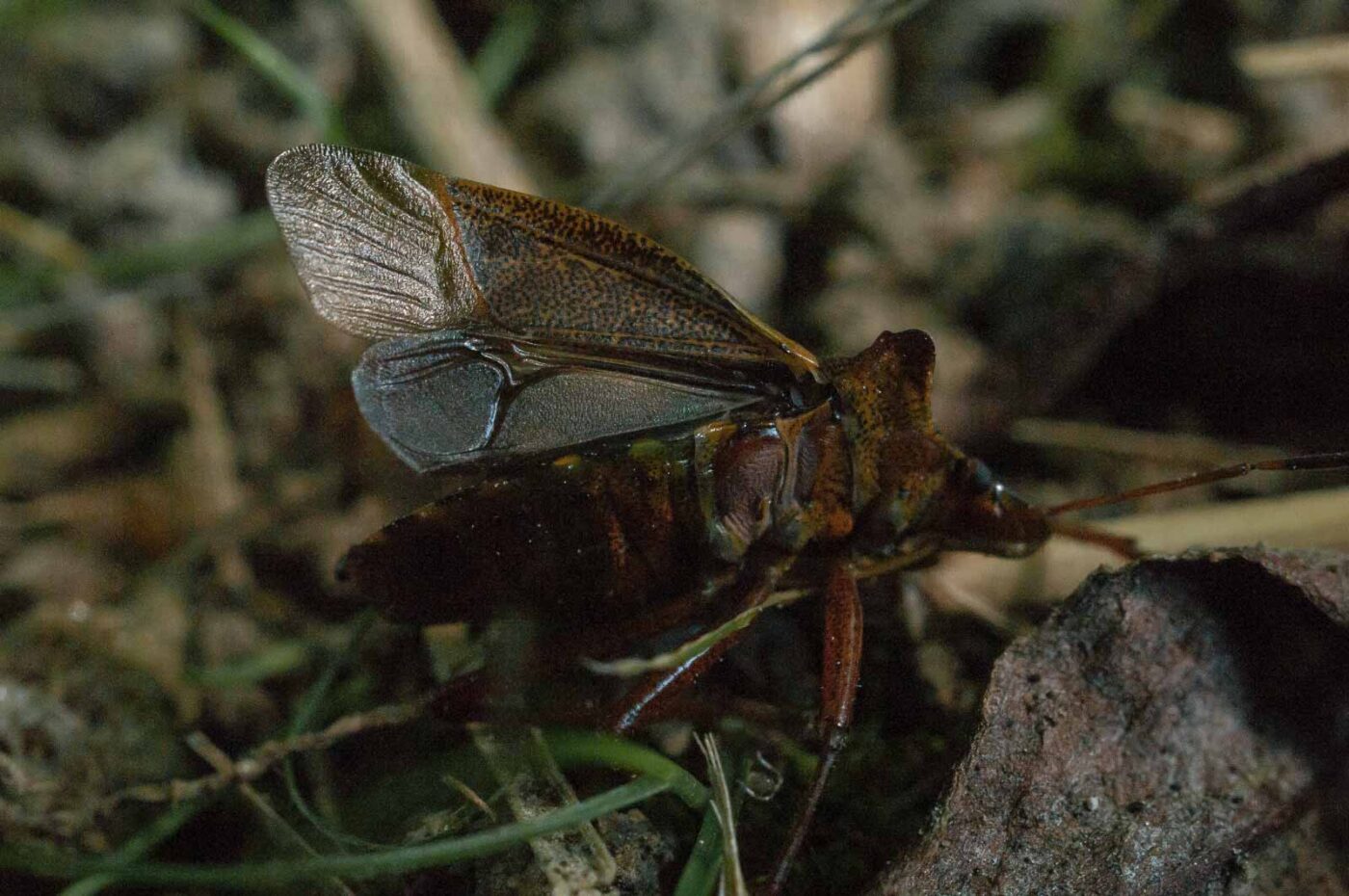 2016-08-26 - NSG Oberes Oelbachtal Bochum