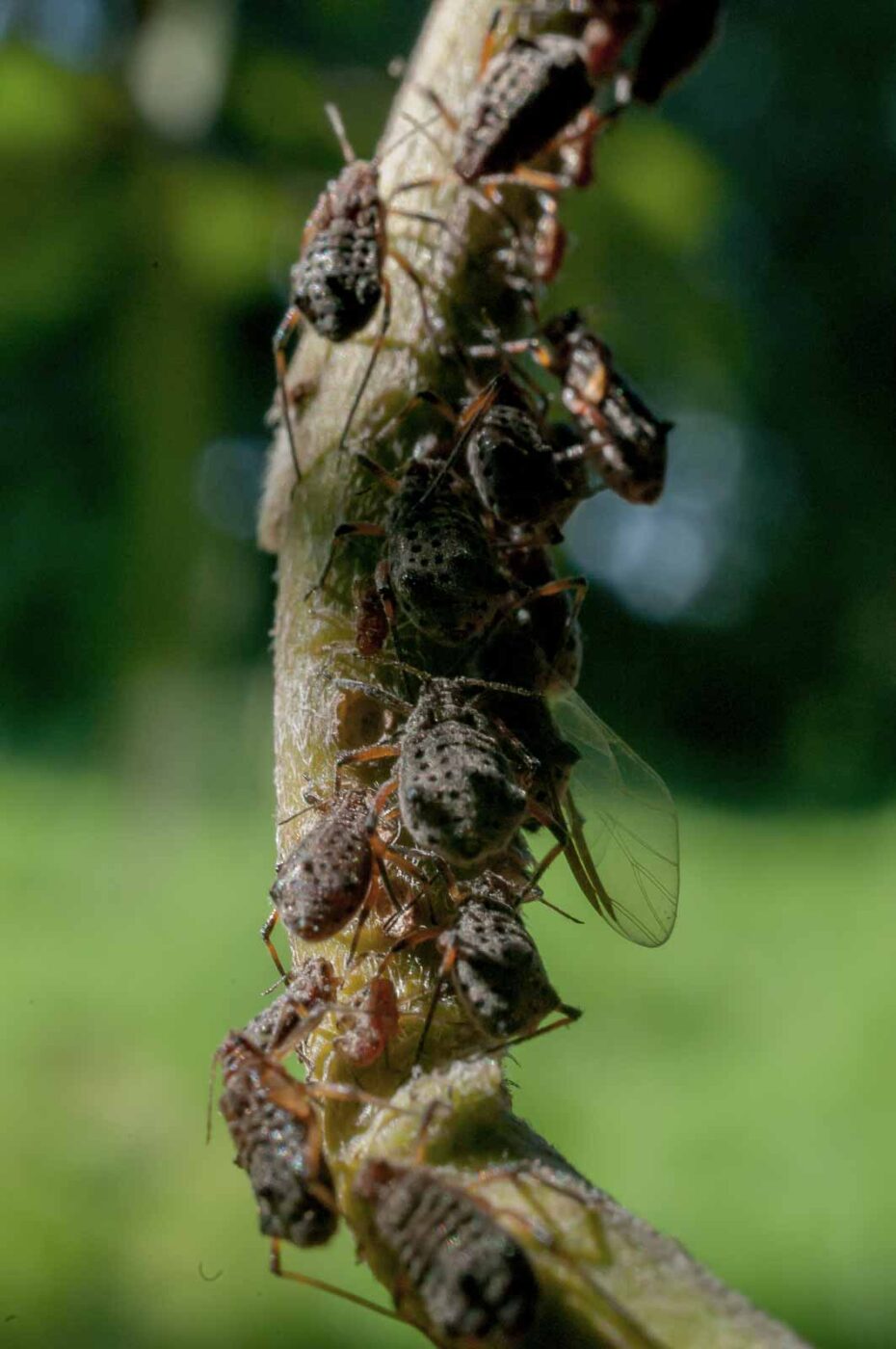 2016-08-26 - NSG Oberes Oelbachtal Bochum