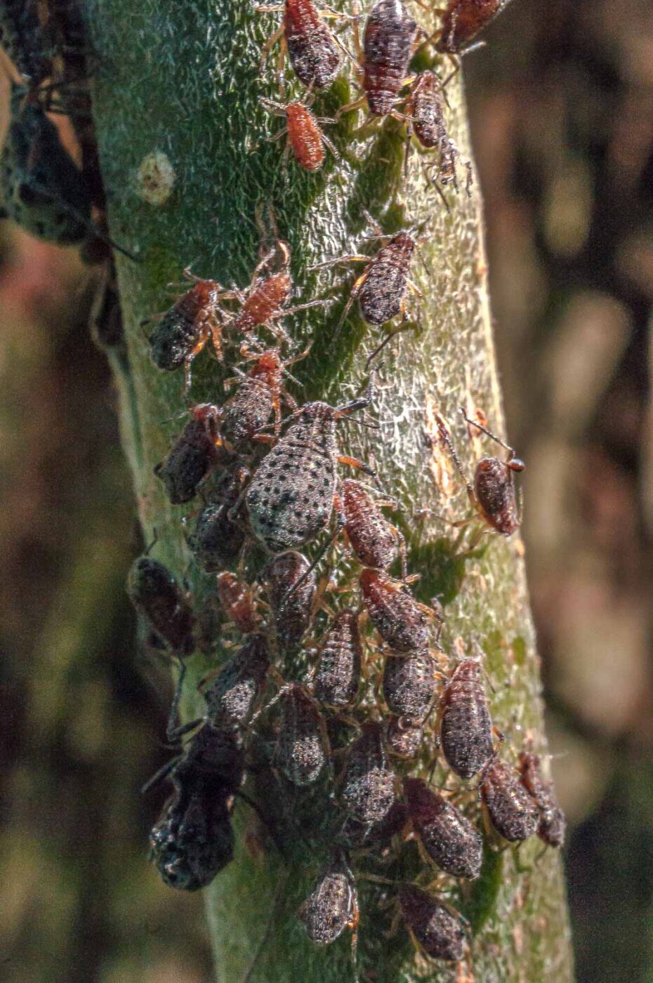 2016-08-26 - NSG Oberes Oelbachtal Bochum