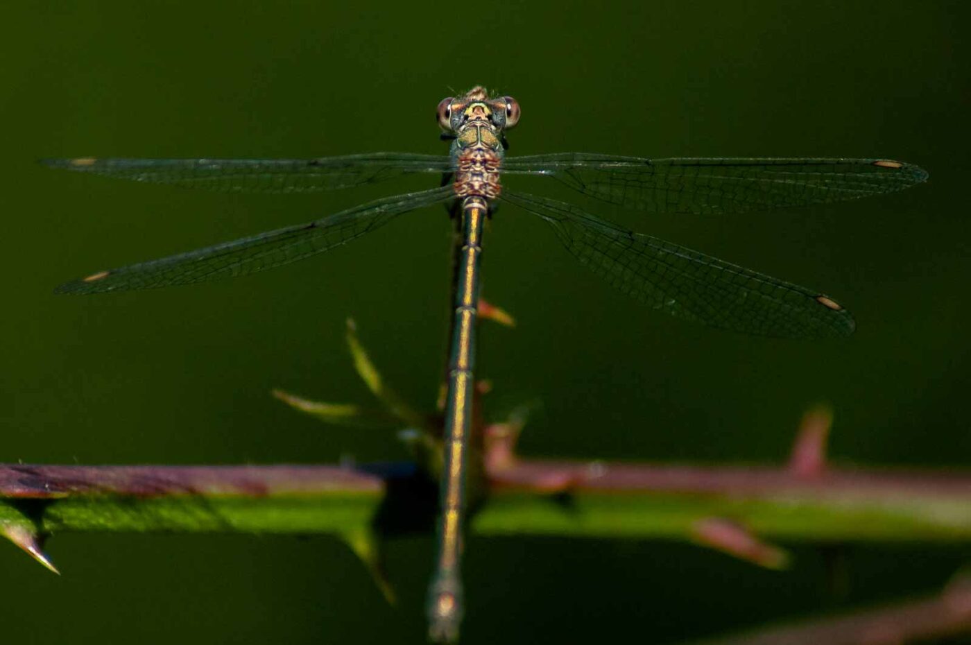 2016-09-03 - NSG Brinksknapp Recklinghausen