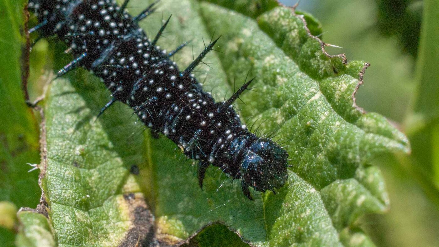 2016-09-06 - NSG Westruper Heide Haltern