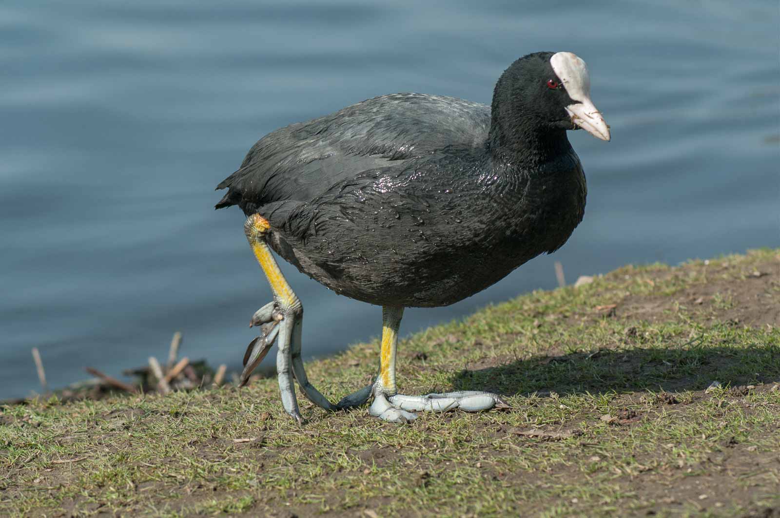 2017-03-14 – Uemminger See