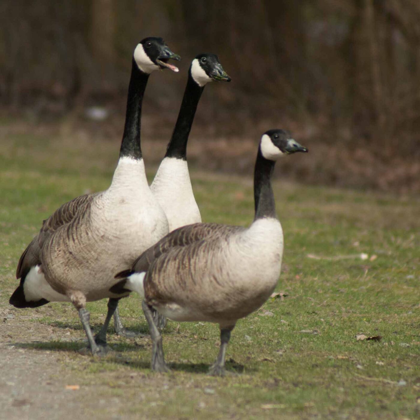 NSG Uemminger See Bochum