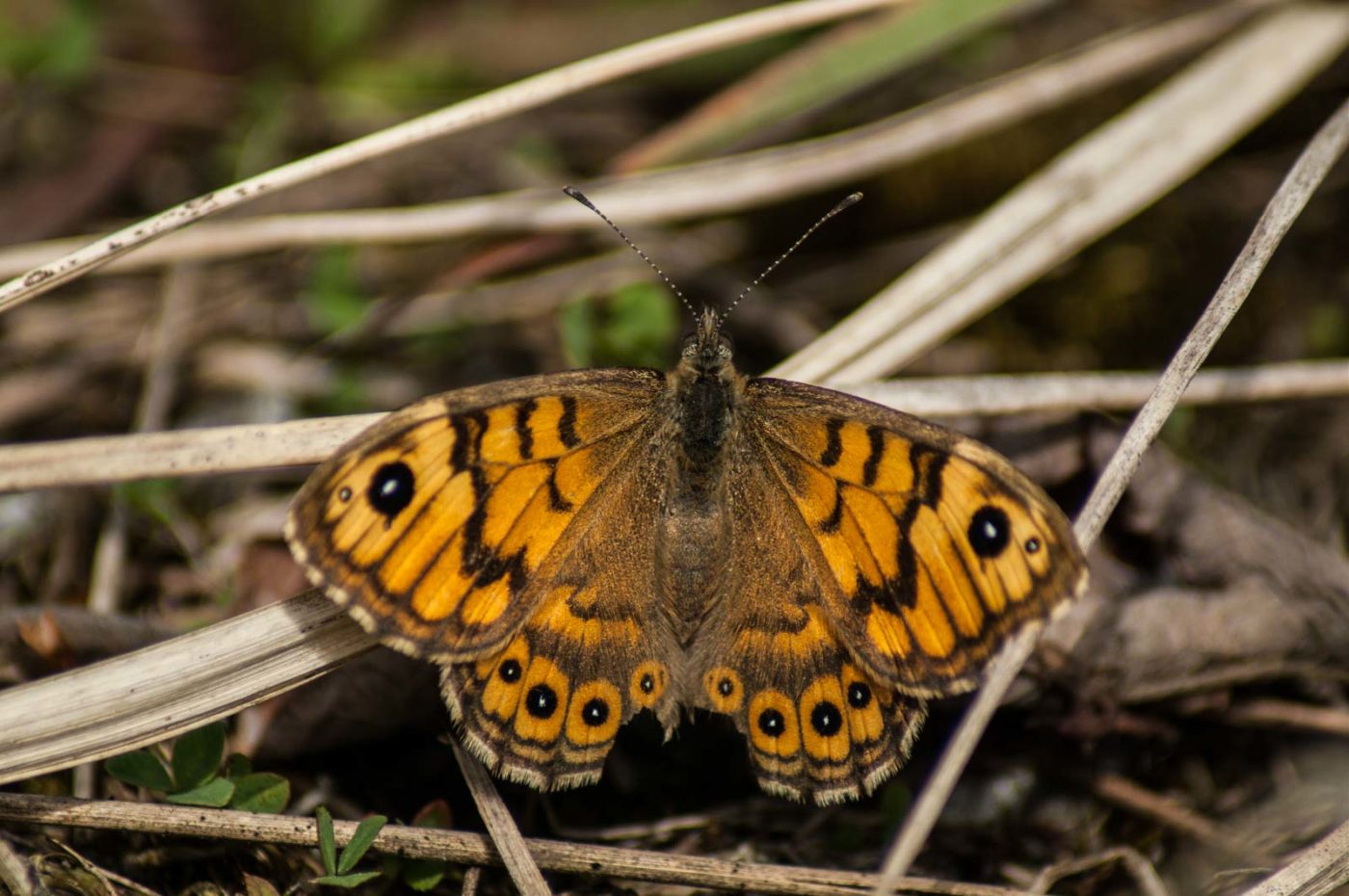 2017-05-24 - Harz - Tag 2
